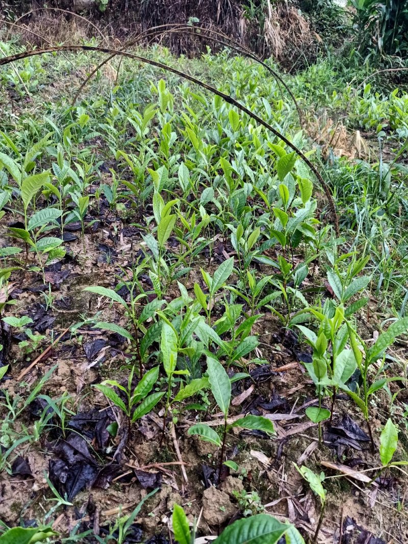 云南野生大树茶苗
