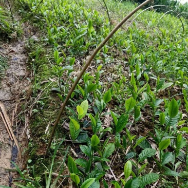 云南野生大树茶苗