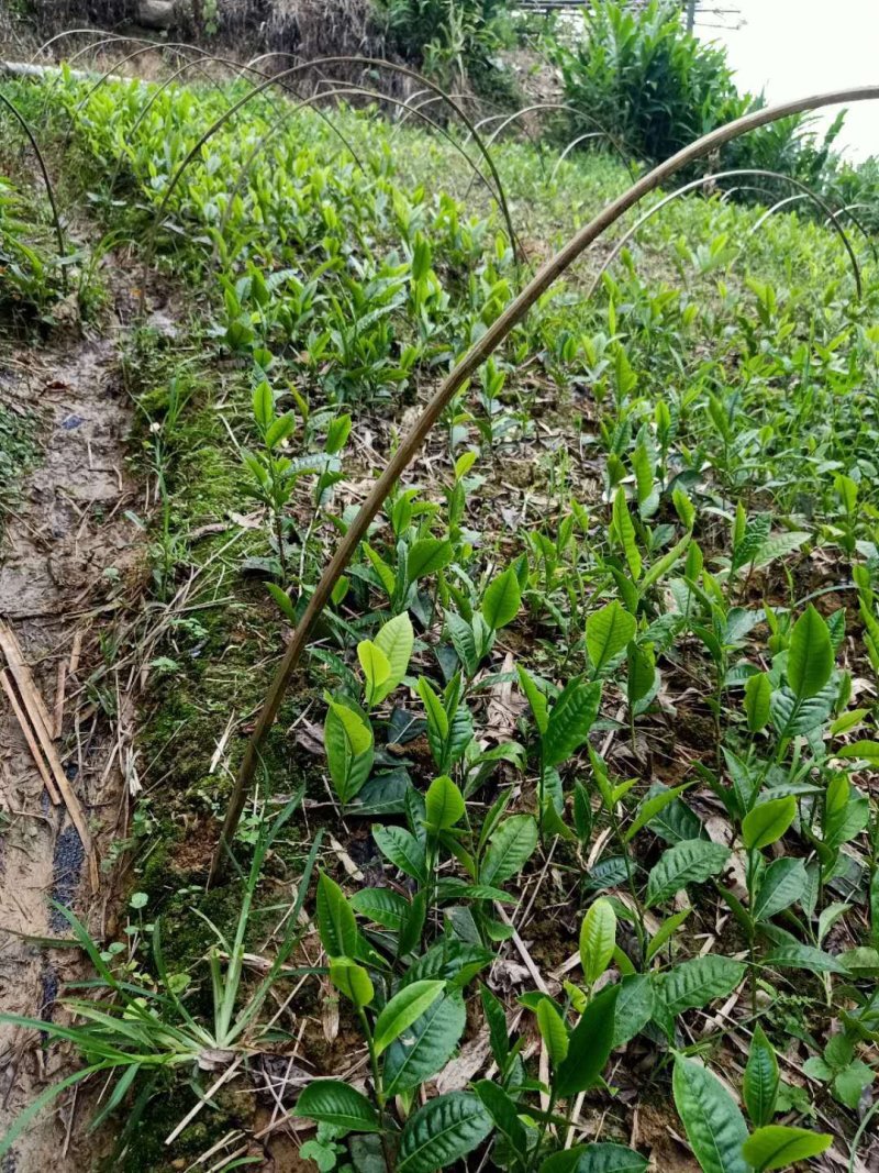 云南野生大树茶苗