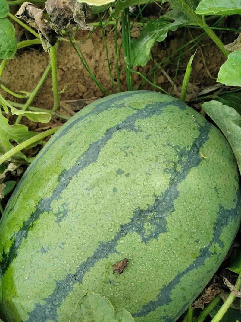 山阴金花一号大量上市