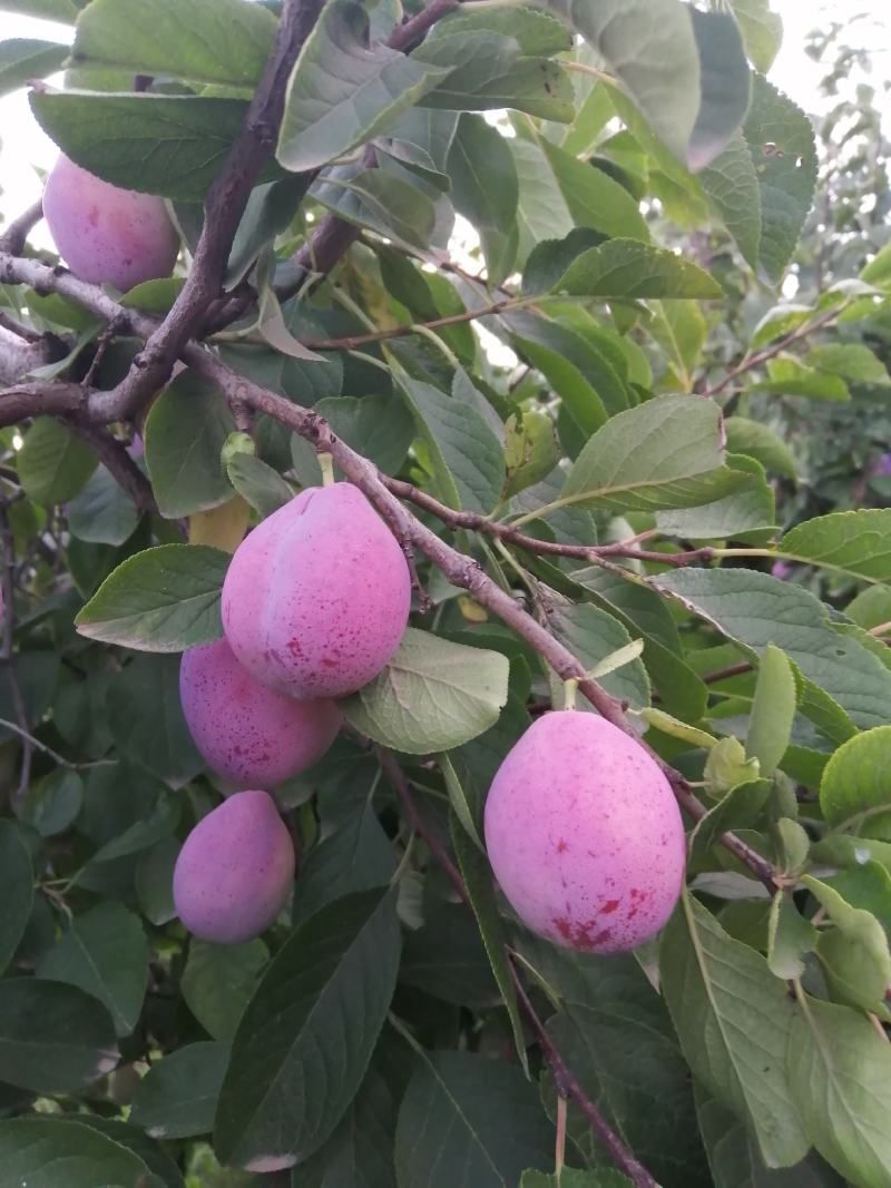 西梅***********