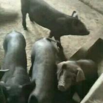 出售甘肃陇南的小猪，20斤25斤的30斤的黑小猪