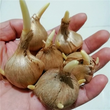 藏红花种球药用食用番红花盆栽耐寒花卉种子冬季西红花苗球根