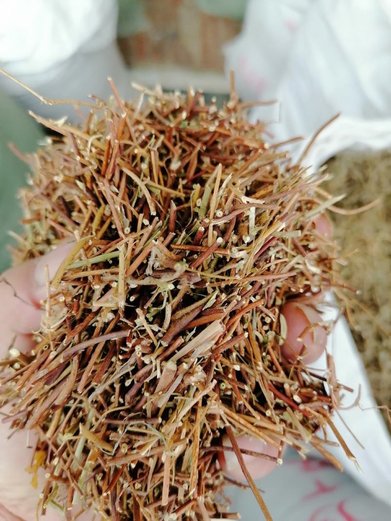 广西鸡骨草，小扎把，切段都有，一斤十把左右，新鲜干净干货
