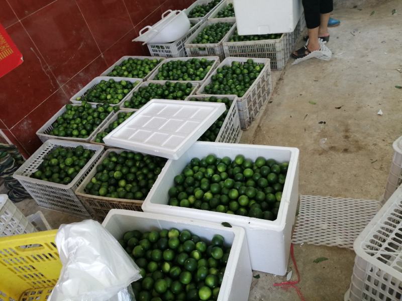广西土柠檬，表皮光滑，青果
