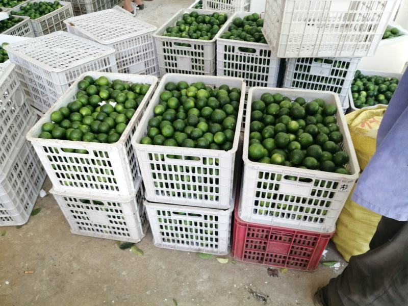 广西土柠檬，表皮光滑，青果