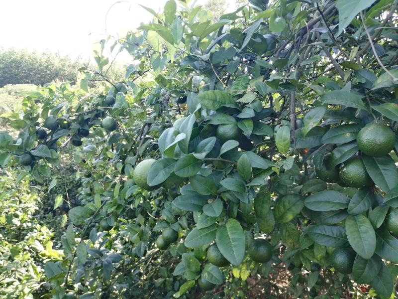 广西土柠檬，表皮光滑，青果