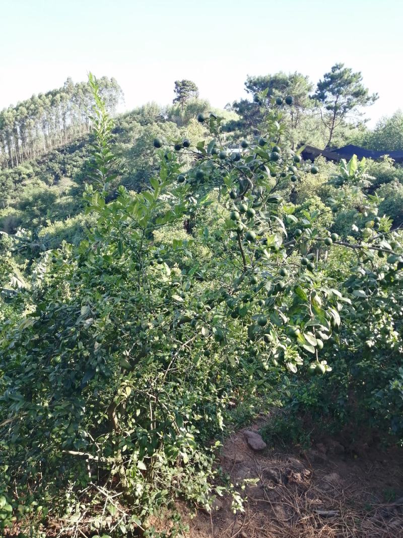 广西土柠檬，表皮光滑，青果