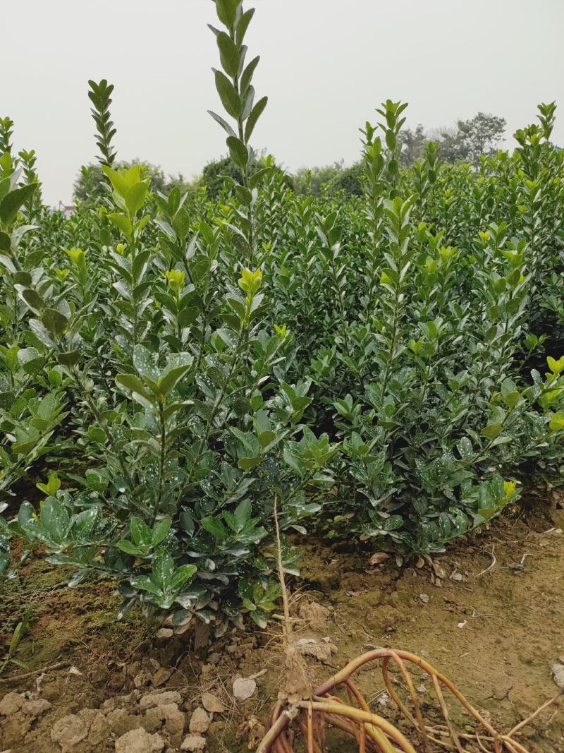 黄杨苗，大冠黄杨苗，苗圃直销，一手货源，大量现货