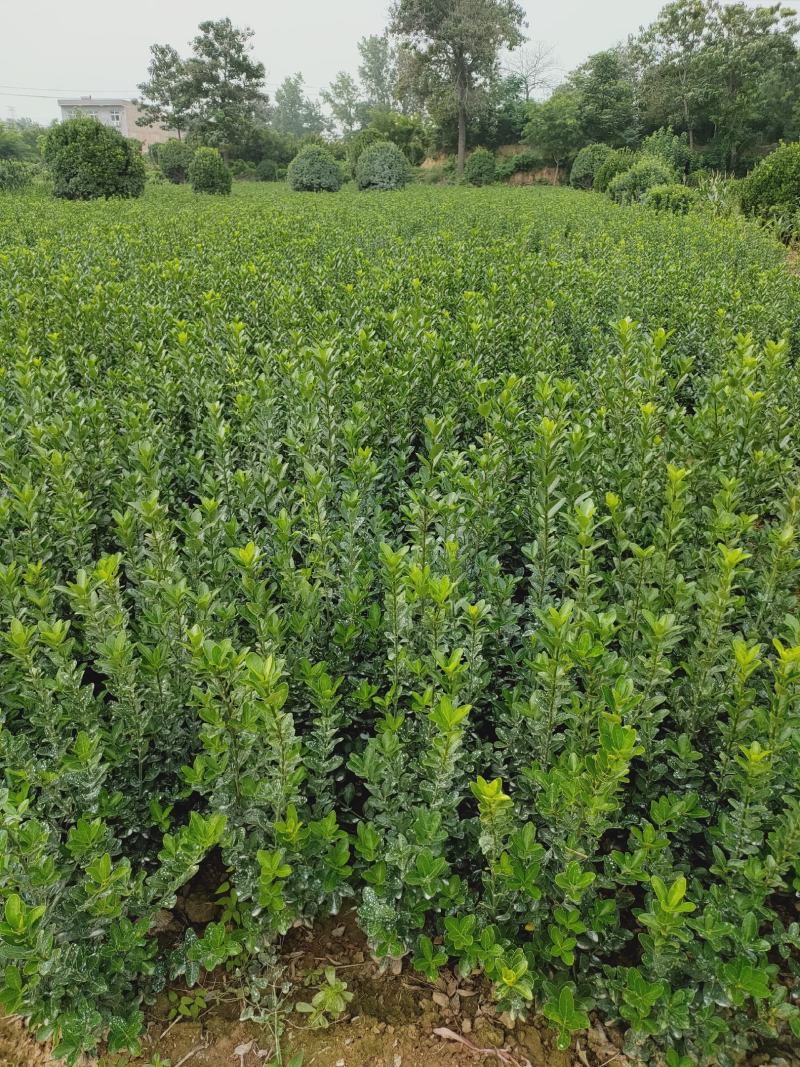 黄杨苗，大冠黄杨苗，苗圃直销，一手货源，大量现货