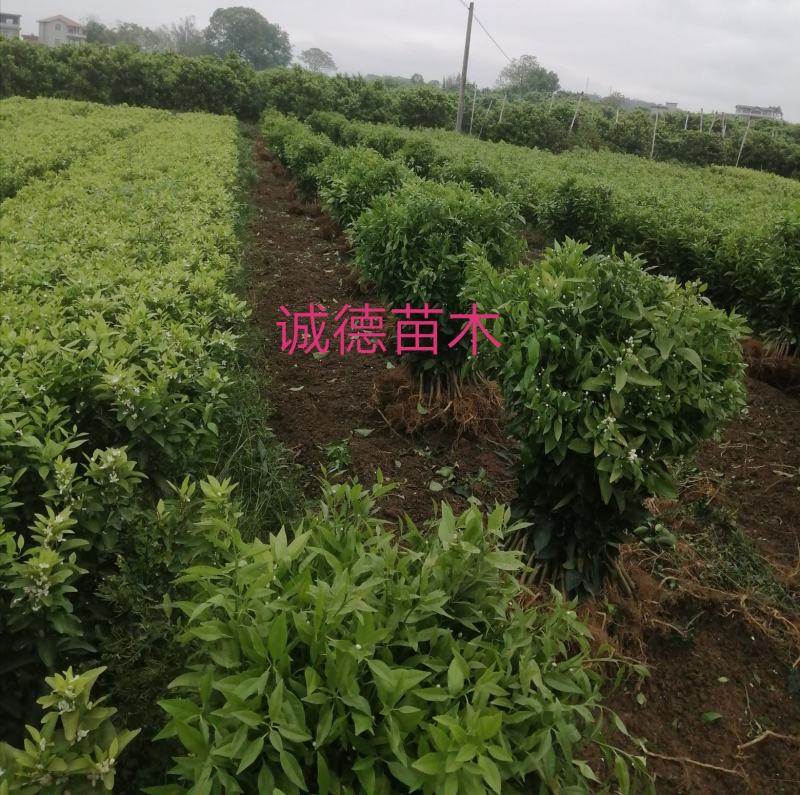 沃柑正宗沃柑苗，嫁接沃柑苗30到55公分高