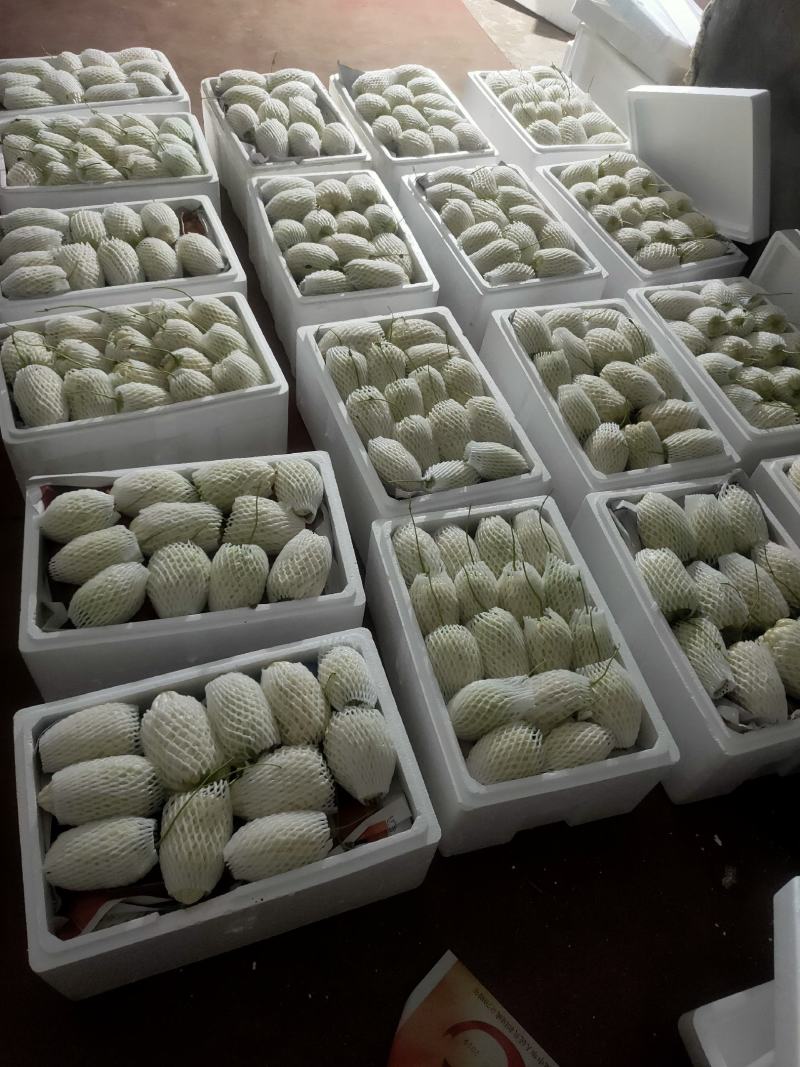 苹果苦瓜大量上市，量大从优，现摘现发，欢迎咨询
