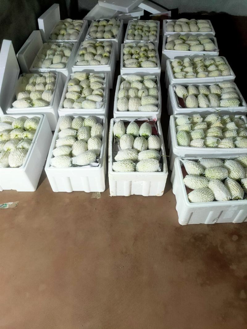 苹果苦瓜大量上市，量大从优，现摘现发，欢迎咨询
