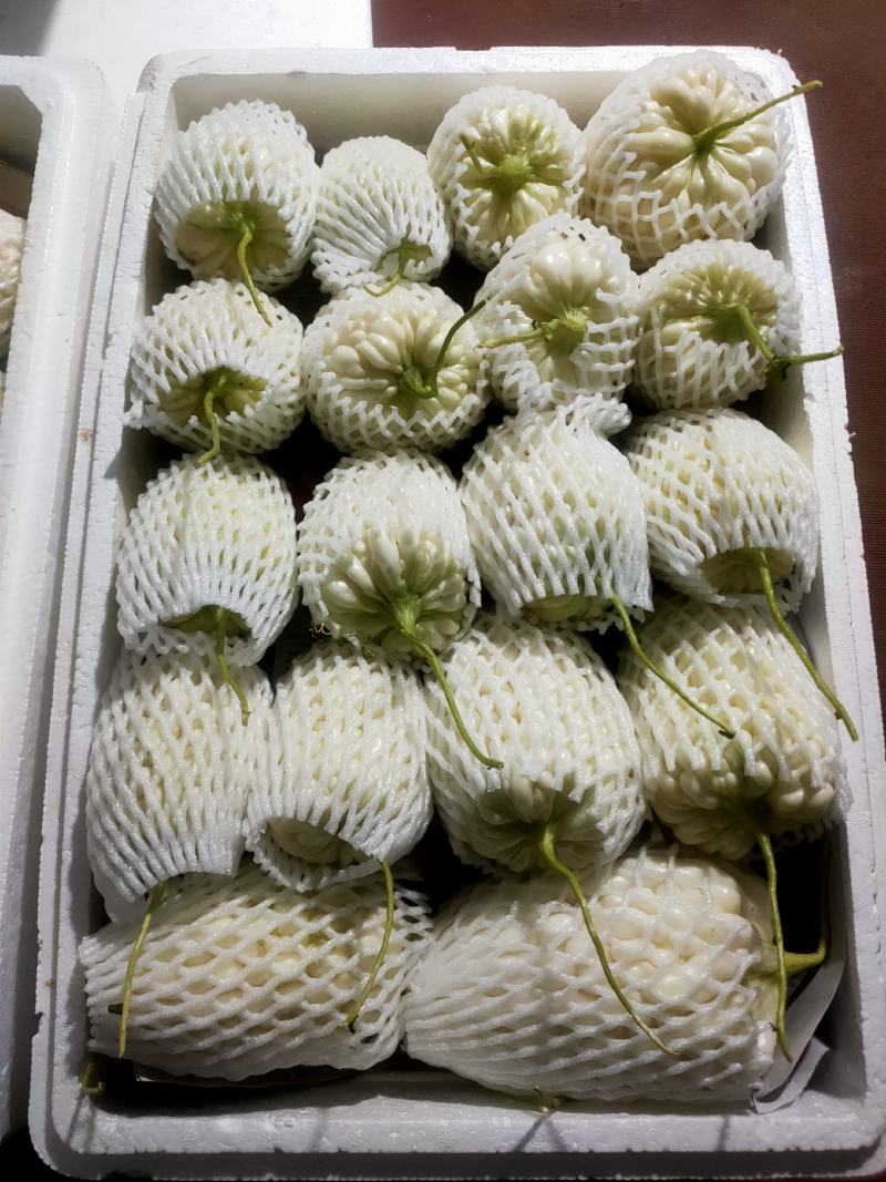 苹果苦瓜大量上市，量大从优，现摘现发，欢迎咨询