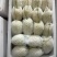 苹果苦瓜大量上市，量大从优，现摘现发，欢迎咨询