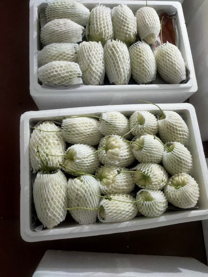 苹果苦瓜大量上市，量大从优，现摘现发，欢迎咨询