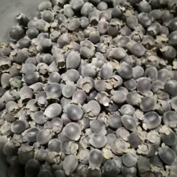 桃金娘果开始少量上市了