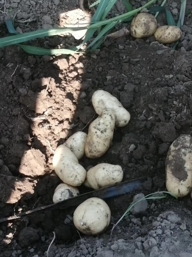 荷兰十五土豆基地大量上市颜色好个头大，三两起步，有上千亩