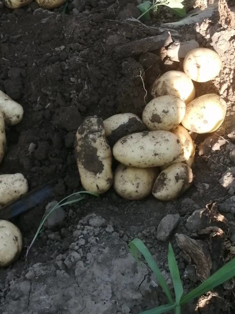 荷兰十五土豆基地大量上市颜色好个头大，三两起步，有上千亩