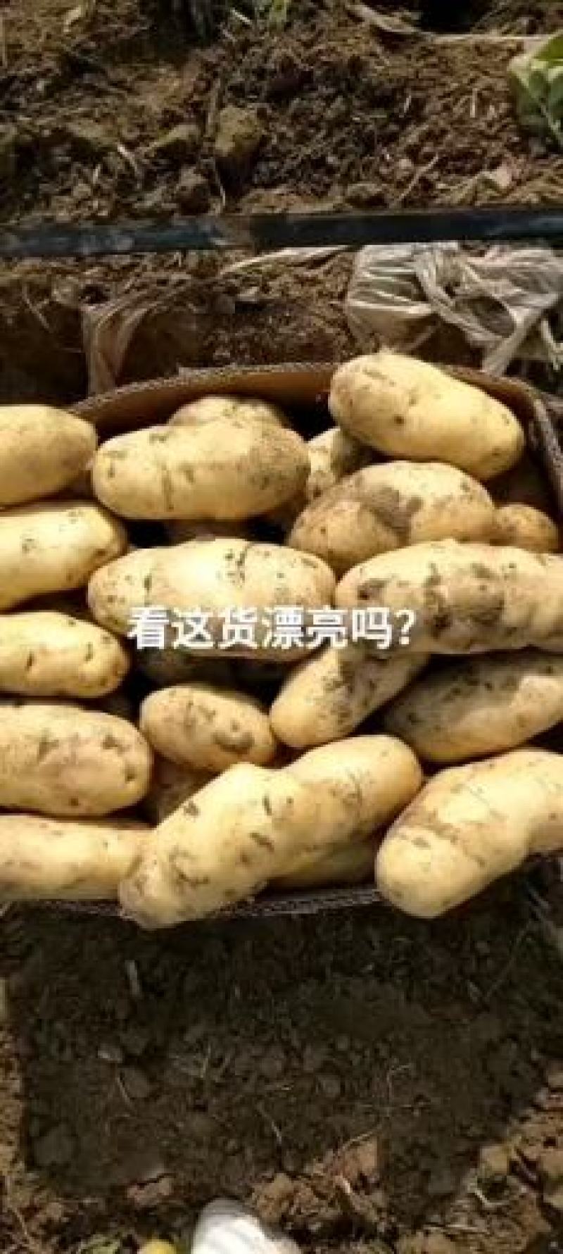 荷兰十五土豆基地大量上市颜色好个头大，三两起步，有上千亩