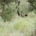 纯放养麻城本地黑山羊