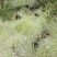 纯放养麻城本地黑山羊