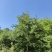 产地大量批发野生华山松子，落水松子，新货上市保证质量