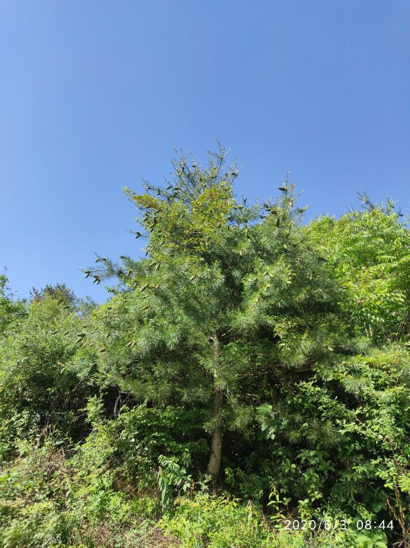 产地大量批发野生华山松子，落水松子，新货上市保证质量