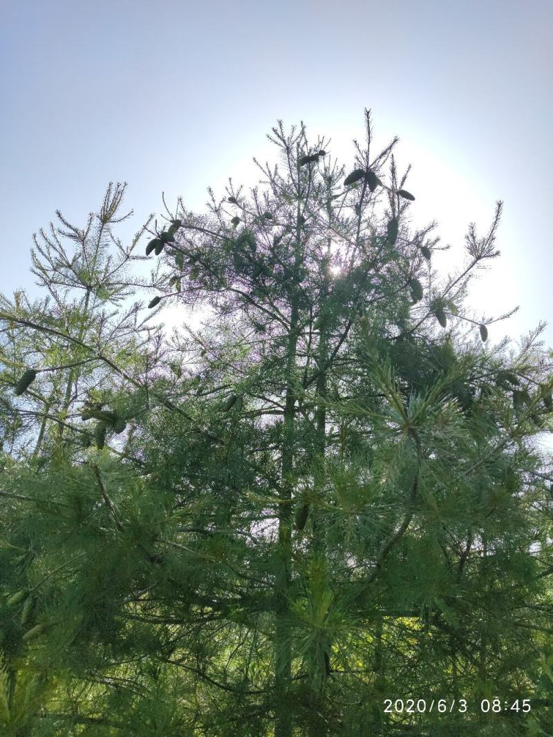 产地大量批发野生华山松子，落水松子，新货上市保证质量