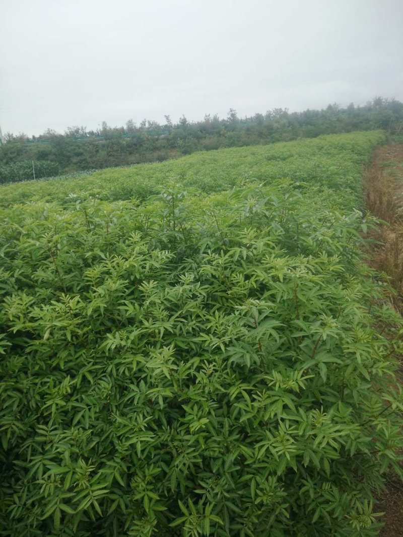 【推荐】花椒苗有嫁接无刺红椒，无刺青椒，一年挂果