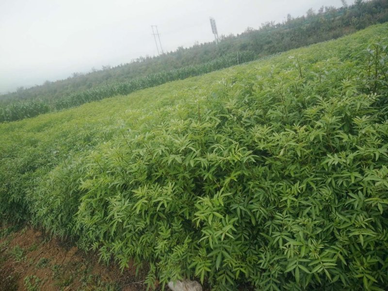 【推荐】花椒苗有嫁接无刺红椒，无刺青椒，一年挂果