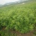 【推荐】花椒苗有嫁接无刺红椒，无刺青椒，一年挂果