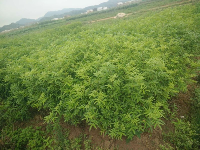 【推荐】花椒苗有嫁接无刺红椒，无刺青椒，一年挂果