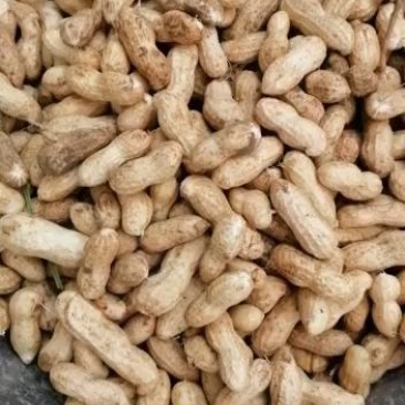 早熟花生，西瓜红白薯，要的联系！