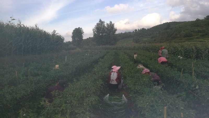 甜椒大量批发，下单后就择了