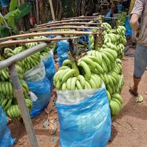 广东精品香蕉中等上货品质有货源充足欢迎选购