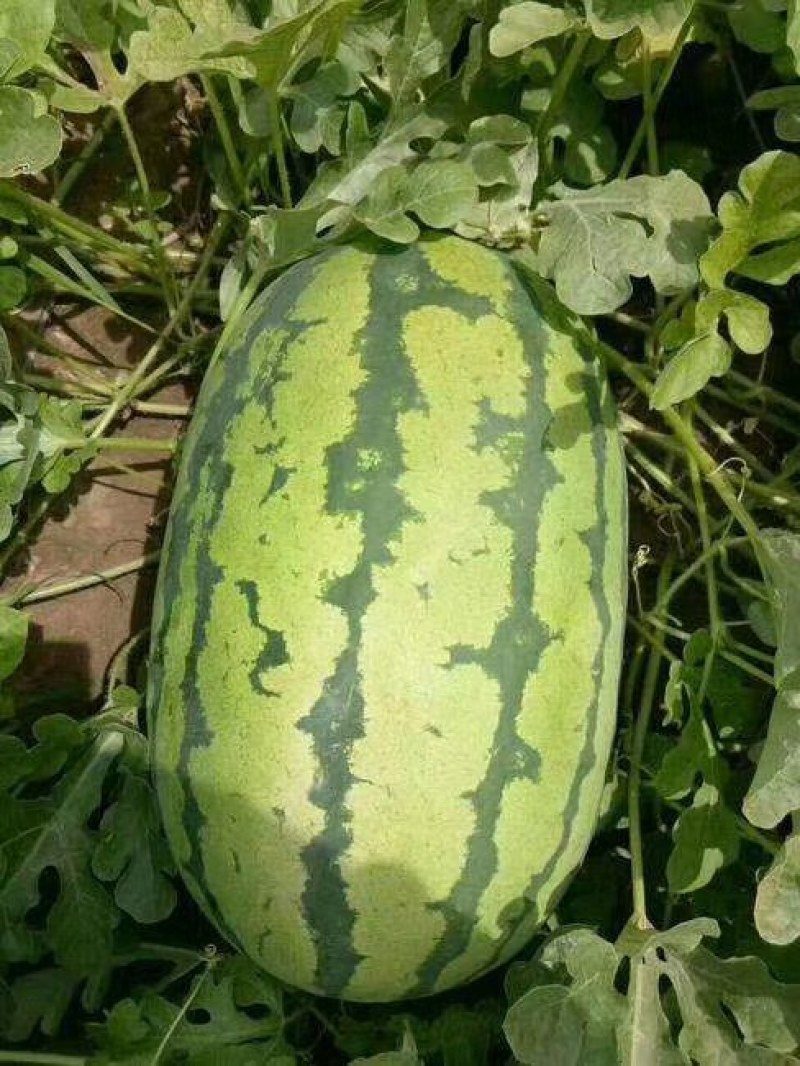 【冠龙西瓜】花皮长瓜河南西瓜不报虚价植苗
