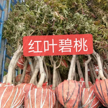 5到8公分碧桃，质量保障，树形优美，