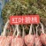 5到8公分碧桃，质量保障，树形优美，