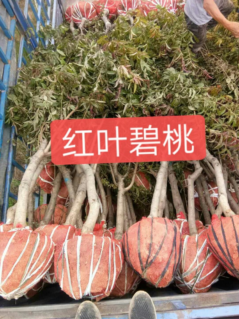 5到8公分碧桃，质量保障，树形优美，