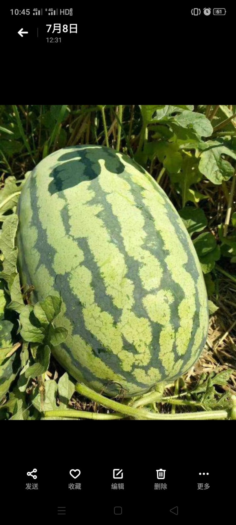 【冠龙西瓜】花皮长瓜河南西瓜不报虚价植苗