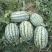 【冠龙西瓜】花皮长瓜河南西瓜不报虚价植苗