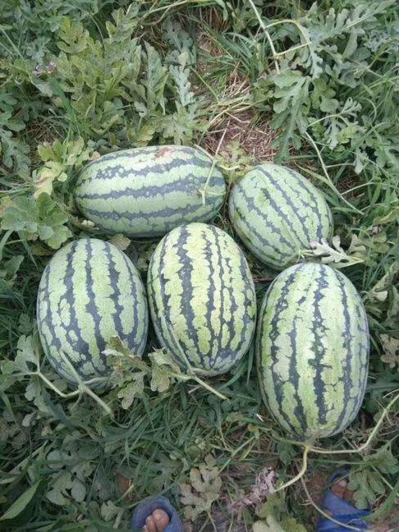 【冠龙西瓜】花皮长瓜河南西瓜不报虚价植苗