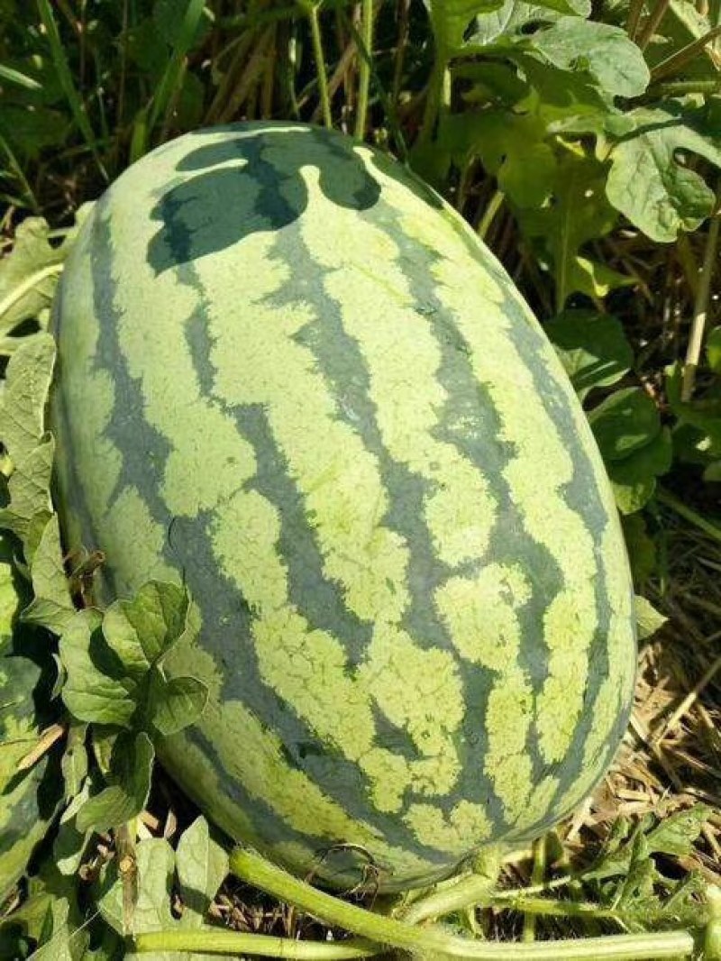 【冠龙西瓜】花皮长瓜河南西瓜不报虚价植苗