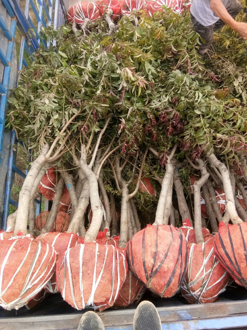 5到8公分碧桃，质量保障，树形优美，