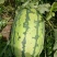 【冠龙西瓜】河南西瓜，冠龙西瓜，植生苗，夏邑西瓜基地