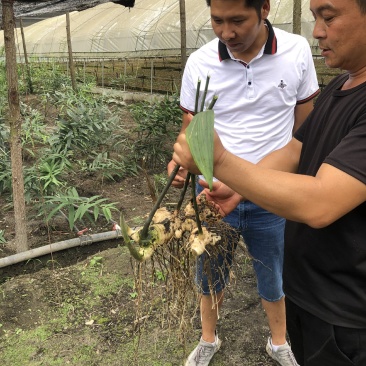 新品种黄精种苗欢迎来公司学习交流，量大优惠