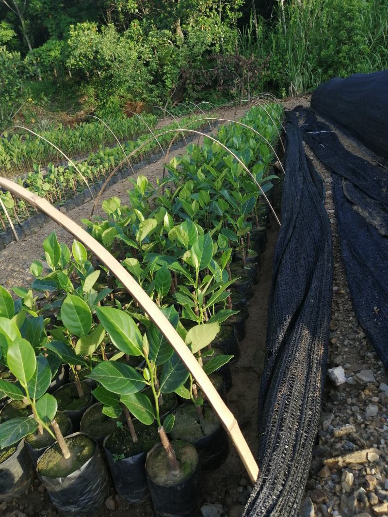 红肉五号菠萝蜜苗长期有货供应，量大优惠多多