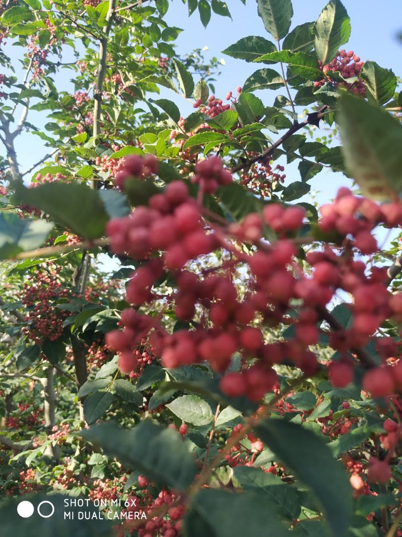 甘肃礼县新产的花椒，大红袍.油椒