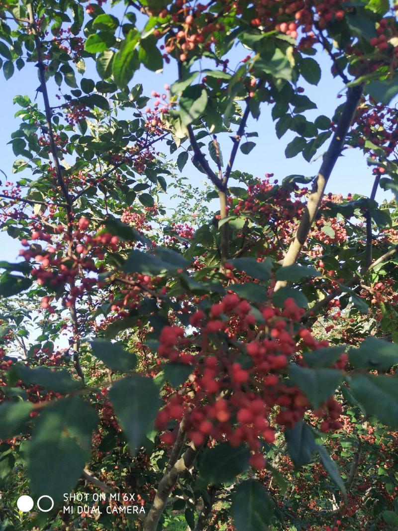 甘肃礼县新产的花椒，大红袍.油椒